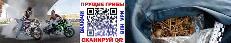 закладки  Козельск  Псилоцибиновые грибы мухоморы 